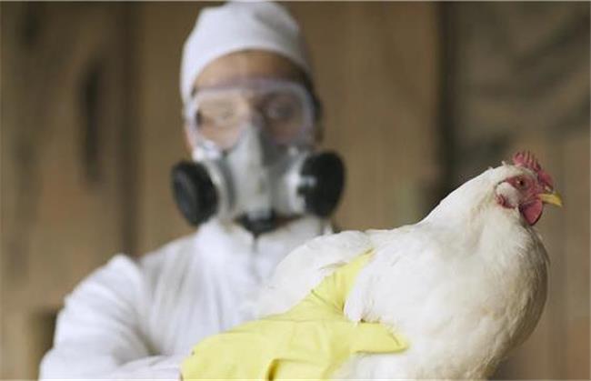 مؤسسه پاستور فرانسه: آنفلونزای پرندگان درصورت جهش، می‌تواند همه‌گیری شدیدتر از کرونا ایجاد کند