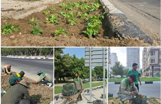 آغاز کاشت یک‌ونیم میلیون بوته گل فصلی در قشم