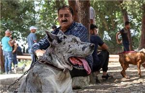 گزارش راوی از «سگ بازار» تهران