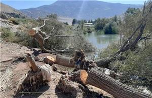 قطع ۲۷۰ درخت اشترانکوه به بهانه مقابله با سیل