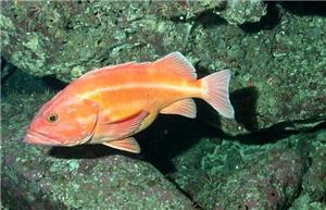 کشف ژن‌های مرتبط با طول عمر در ماهی ۲۰۰ ساله