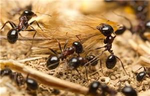 آیا خرد جمعی حشرات می‌تواند به حل مشکلات انسان کمک کند؟