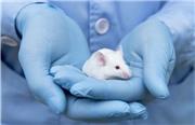 محققان با نانوذرات اگزوسام موفق به سرکوب HIV در بدن موش‌ها شدند