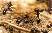 آیا خرد جمعی حشرات می‌تواند به حل مشکلات انسان کمک کند؟